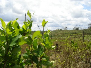 Coca re-growth in a fumigated field. Guaviare 2009. Photo: Damon Barrett